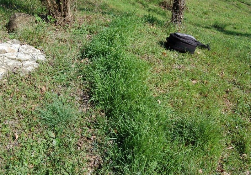 I primi di quest''anno (Calocybe gambosa)